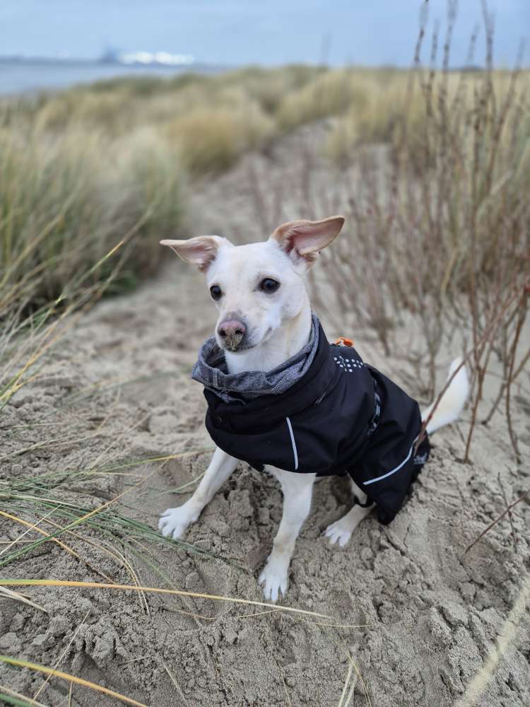 Hundetreffen-Spielkameraden für unsere kleine Hündin gesucht-Profilbild