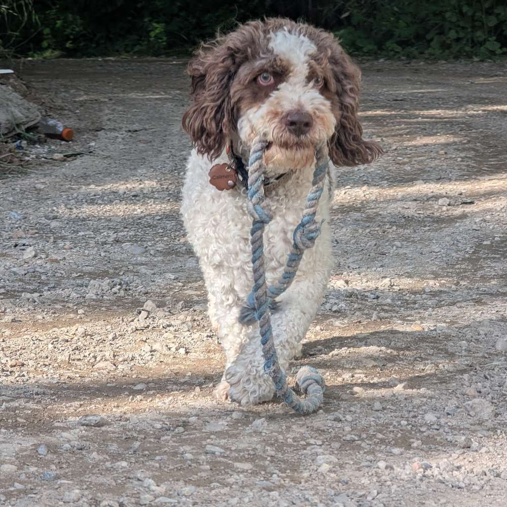 Hundetreffen-Gemeinsames Gassi gehen und Spielen-Profilbild