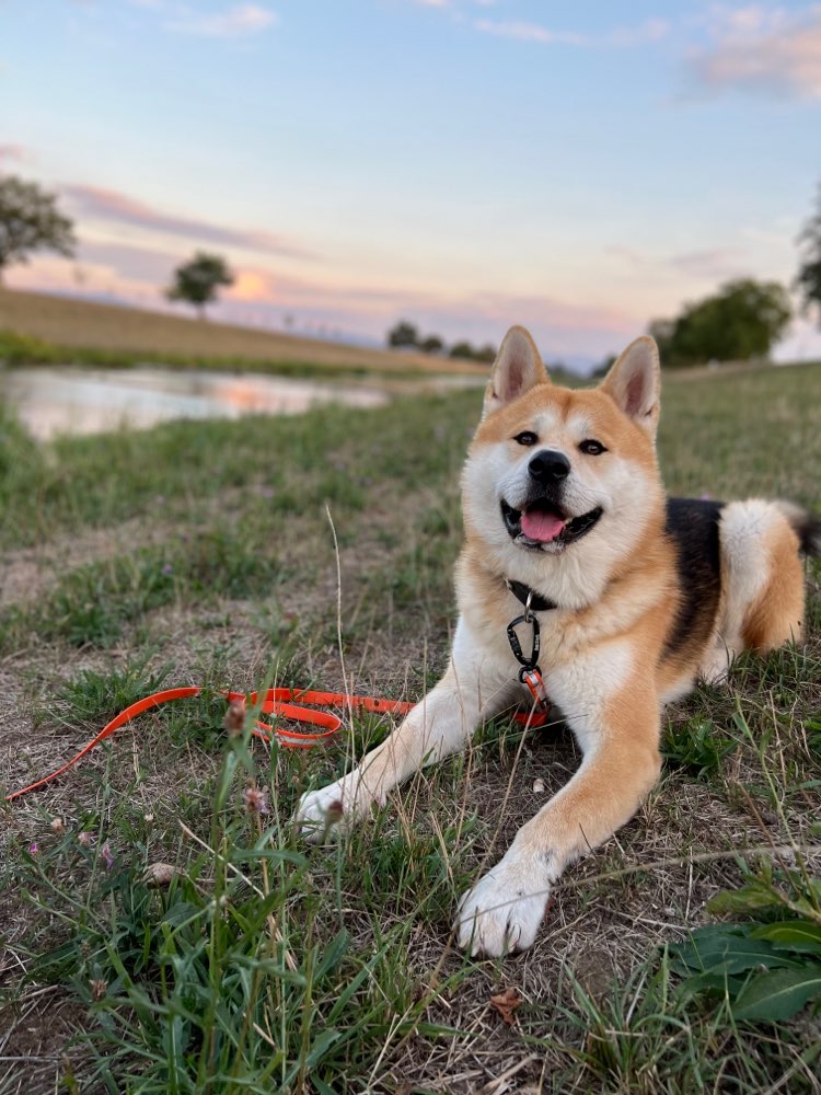 Hundetreffen-Spiel und Trainingstreffen-Profilbild