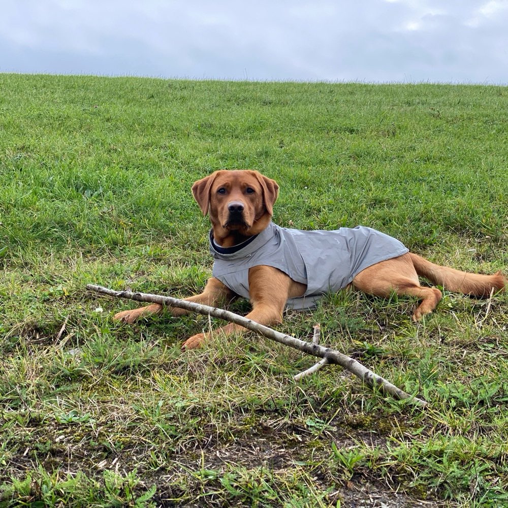 Hundetreffen-Hundefreunde in Bad Schwartau gesucht-Profilbild