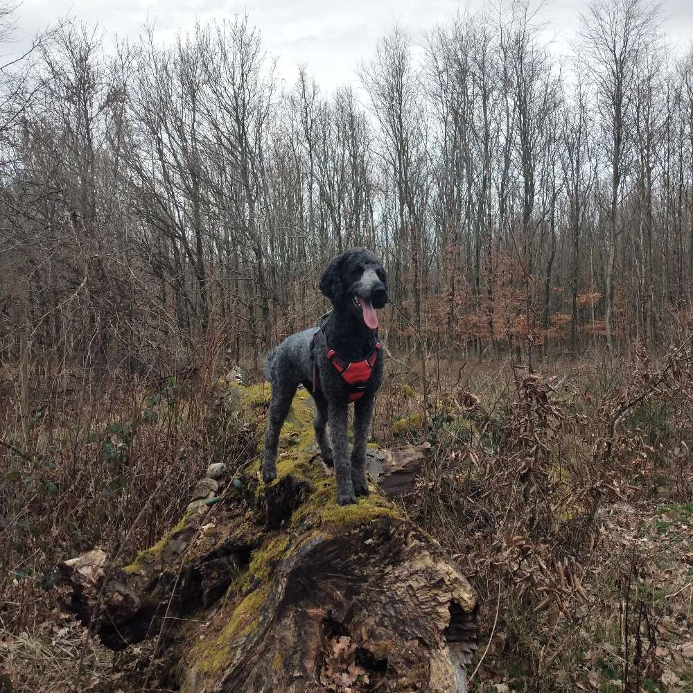 Hundetreffen-Geocaching mit Hunden-Profilbild