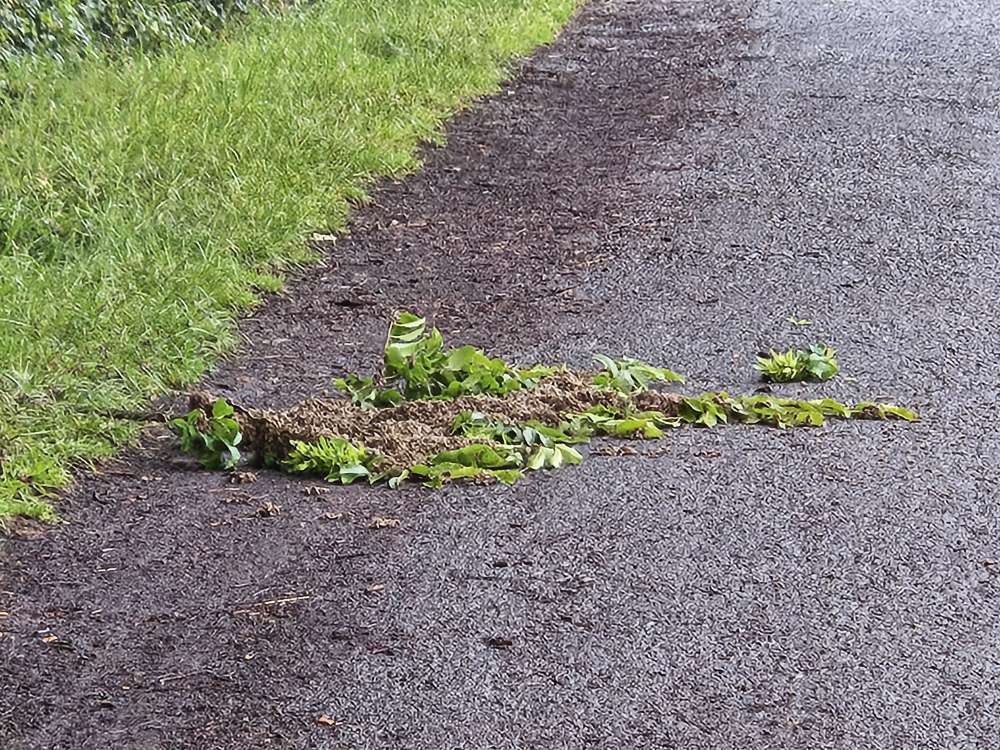 Giftköder-Vermutlich Bienennest auf Weg-Profilbild