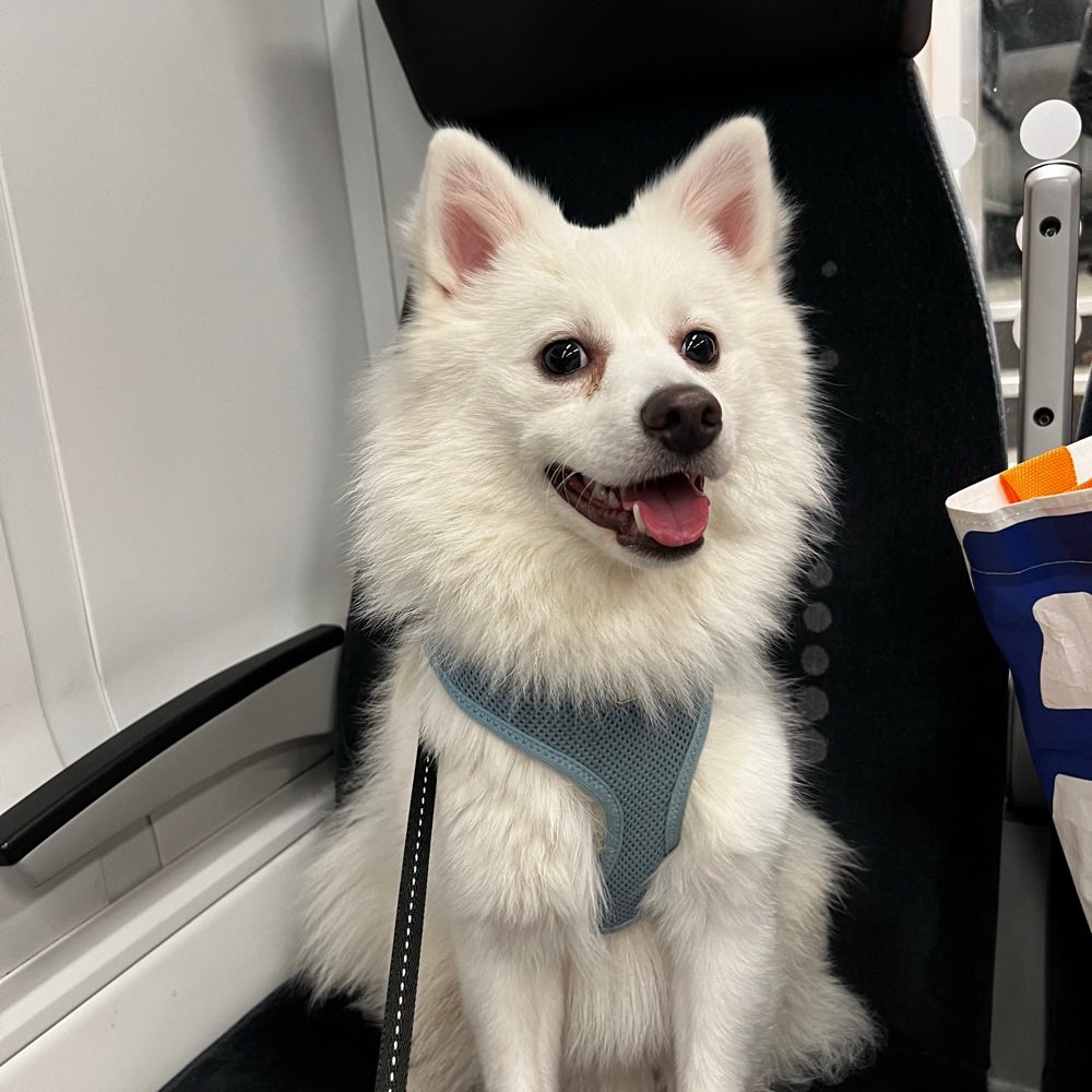 Hundetreffen-Spielkamerad gesucht-Profilbild