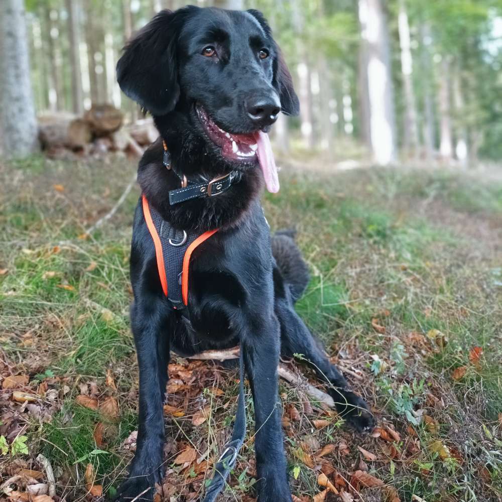 Hundetreffen-Gassi-runde: Toben lernen und spielen-Profilbild
