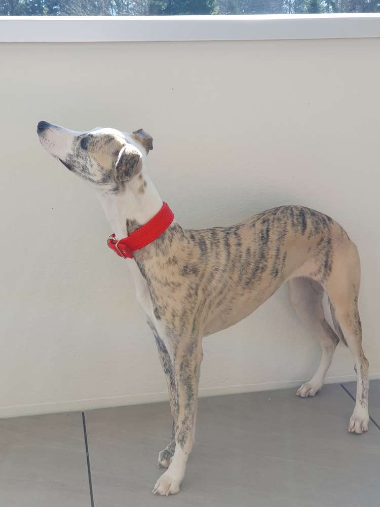 Hundetreffen-Windhundgassi-Profilbild