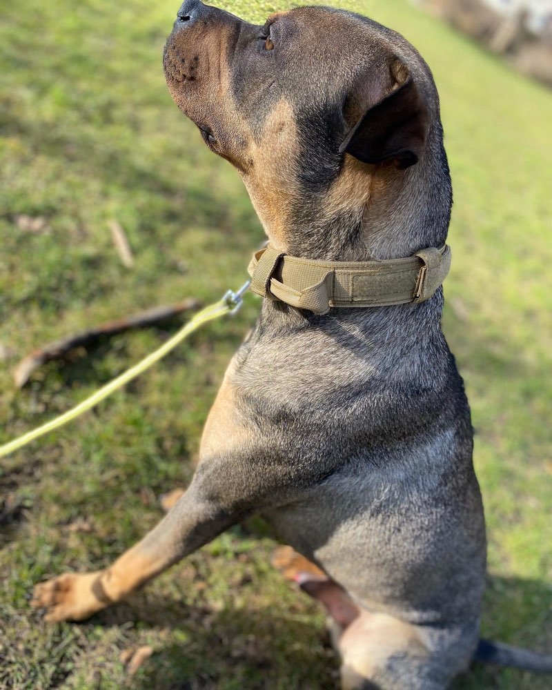 Hundetreffen-Suche Spielkameraden 🐶-Profilbild