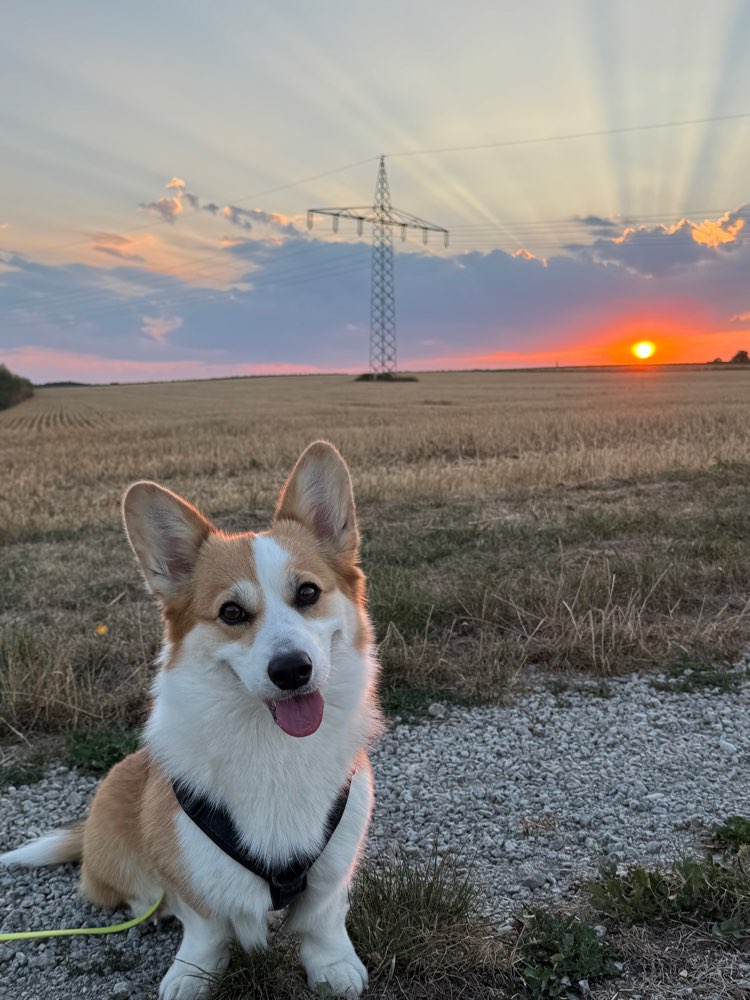 Hundetreffen-Gassirunde mit kleinen Hunden in Bad Abbach-Profilbild