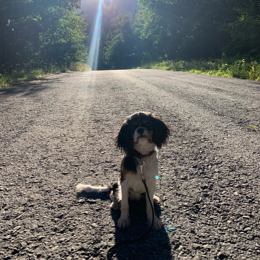 Hundetreffen-Toben und spielen auf der Wiese :)-Profilbild