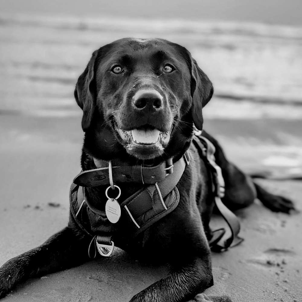 Hundetreffen-Playdate for our sweet Zenzi-Profilbild