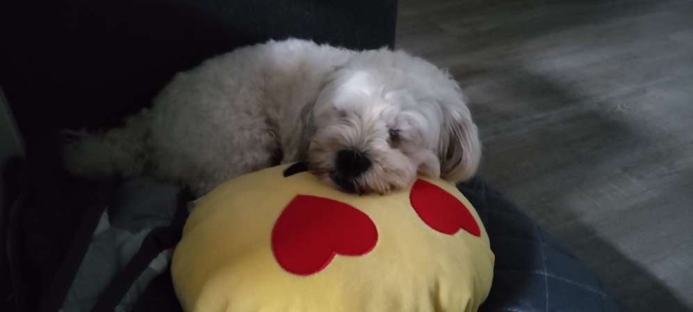 Hundetreffen-Gassigehen und Spielen-Profilbild