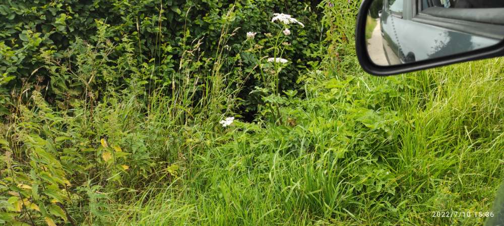 Giftköder-Riesenbärenklauen!-Profilbild