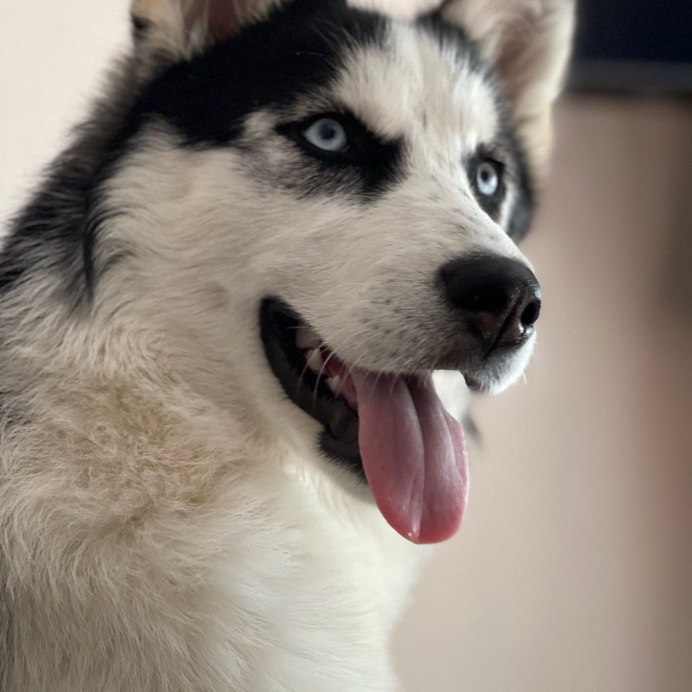 Hundetreffen-Suche für meine Hündin mila ein Spielpartner-Profilbild