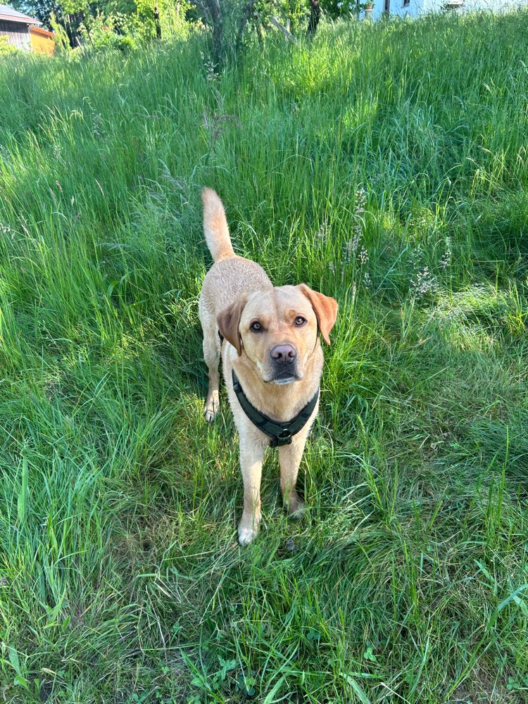 Hundetreffen-Gassi- und Spieltreffen-Profilbild