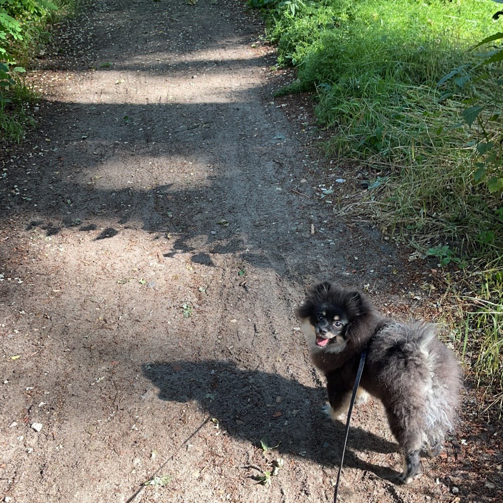 Hundetreffen-14476 Potsdam Neu Fahrland-Profilbild