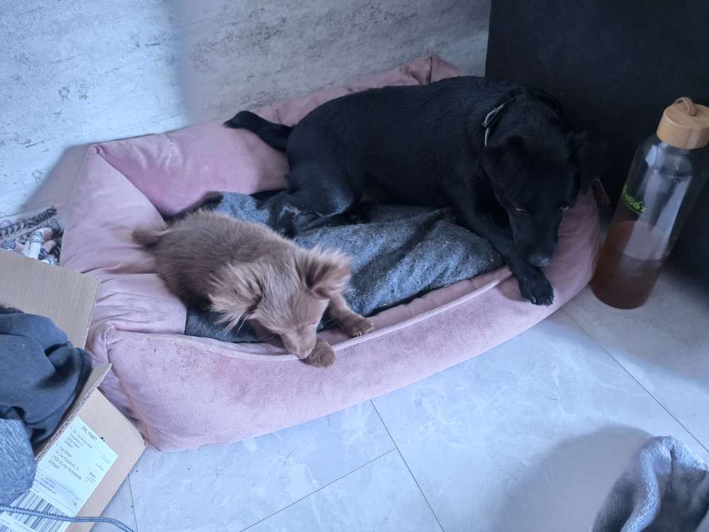 Hundetreffen-Begegnungs Training-Profilbild