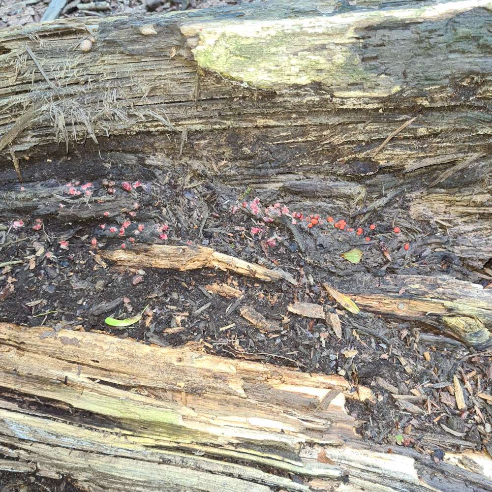 Giftköder-Kleine rote Kügelschen am Decksteiner We-Profilbild