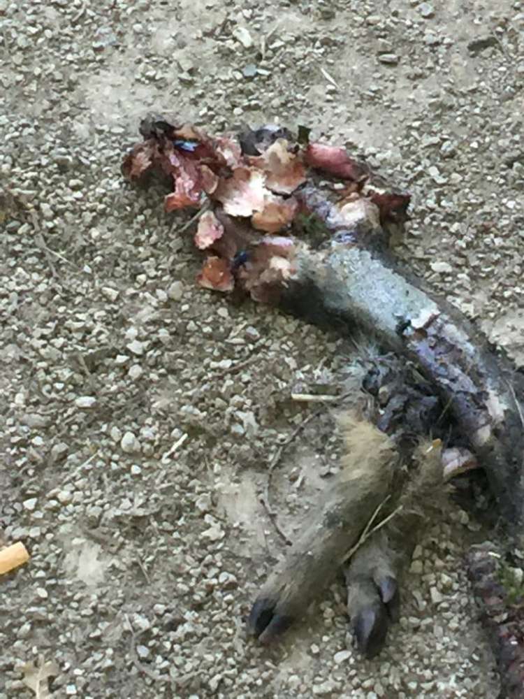 Giftköder-Tierkadaver vor neuem Friedhof-Profilbild