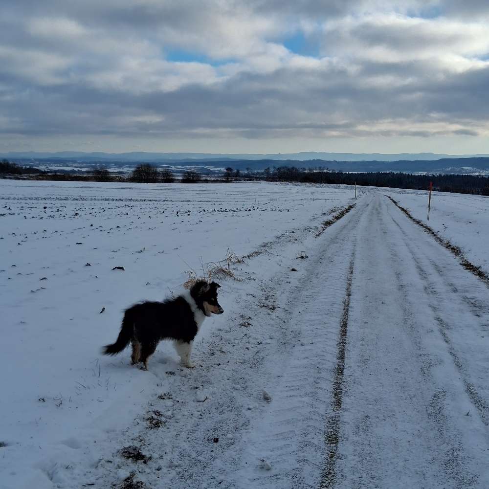 Hundetreffen-Gassi Treffen in der Natur-Profilbild