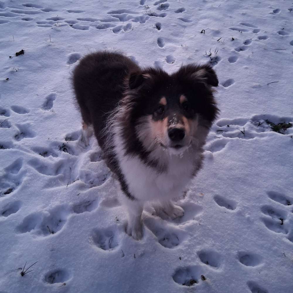 Hundetreffen-Hunde zum toben und spielen-Profilbild