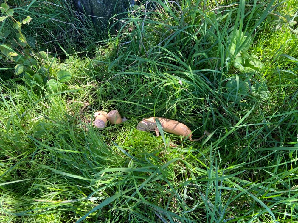 Giftköder-Lyonerring im Gras (evtl. Giftköder)-Profilbild