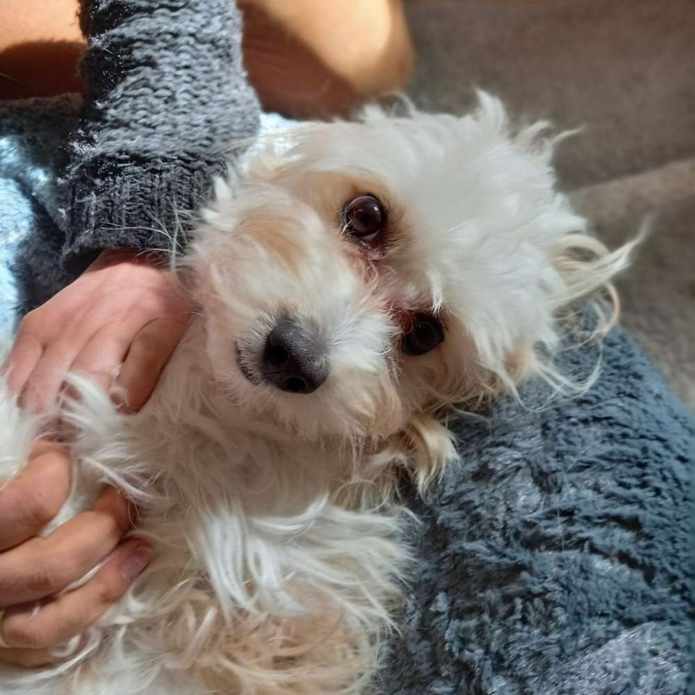 Hundetreffen-Malteserfreunde gesucht-Profilbild