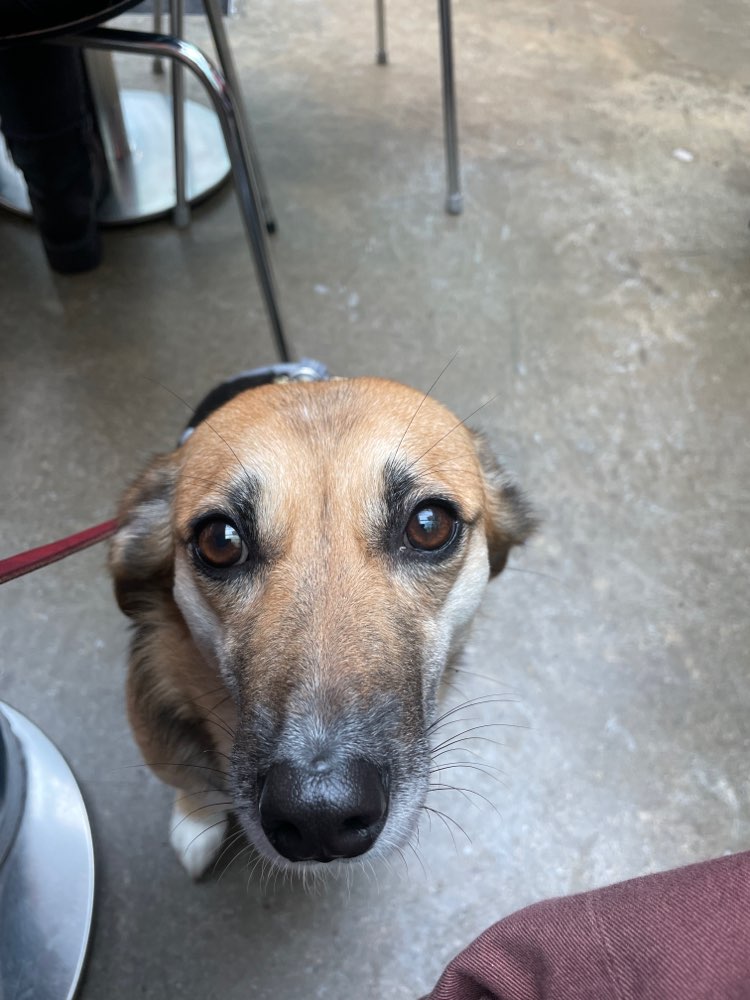 Hundetreffen-Walking play date!-Profilbild