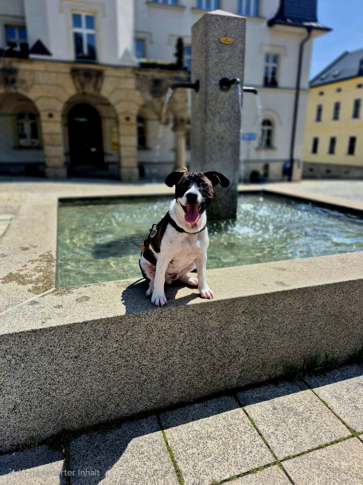 Hundetreffen-Gassi-Freunde gesucht-Profilbild