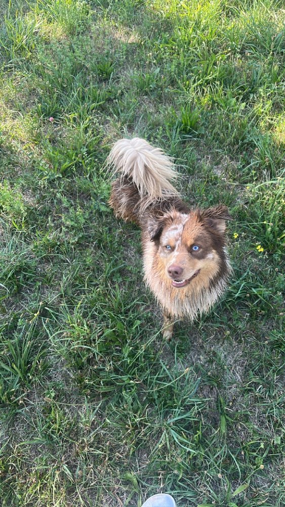 Hundetreffen-Aktive Hunde für einen Spaziergang gesucht!-Profilbild