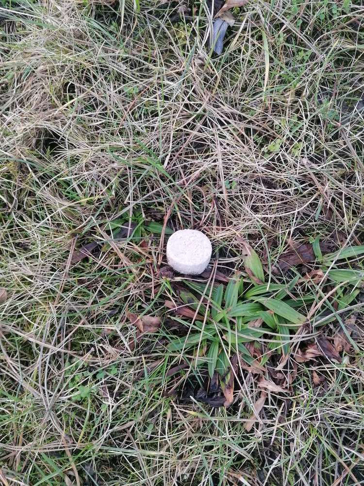 Giftköder-Köder?-Profilbild