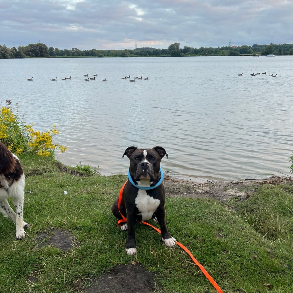 Hundetreffen-Hundetreffen/ Spazieren gehen-Profilbild