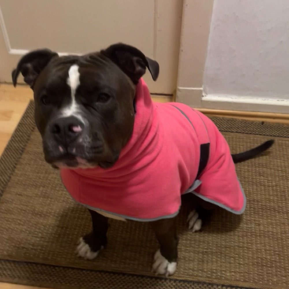 Hundetreffen-Hundetreffen-Profilbild