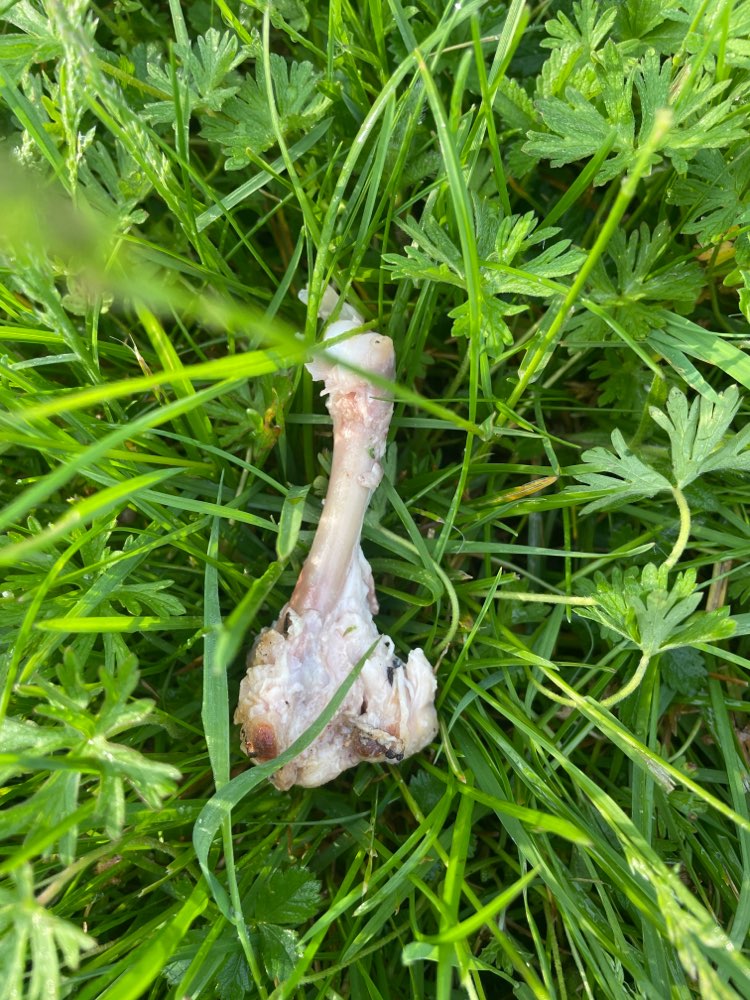 Giftköder-Knochen/Geflügel Knochen-Profilbild