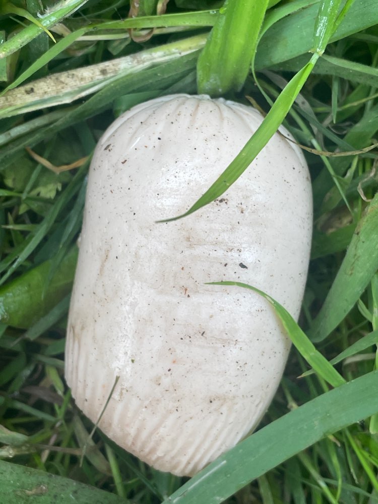 Giftköder-Achtung Fleischwurst!-Profilbild