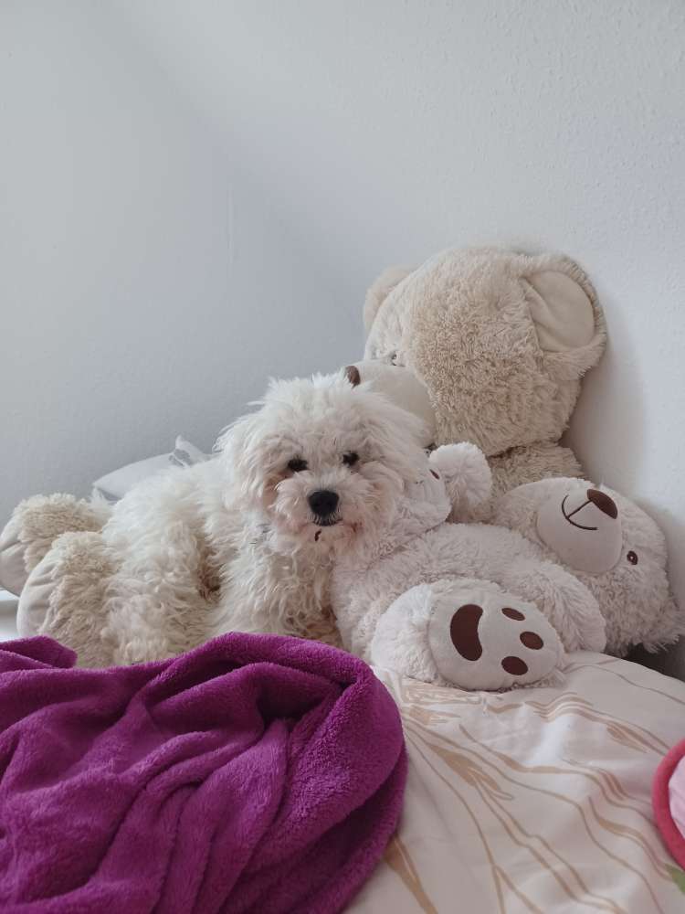 Hundetreffen-Wer hat Lust, mit mir zu toben?-Profilbild