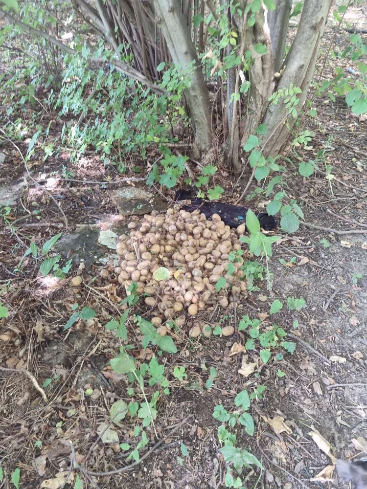 Giftköder-Kartoffelhaufen-Profilbild