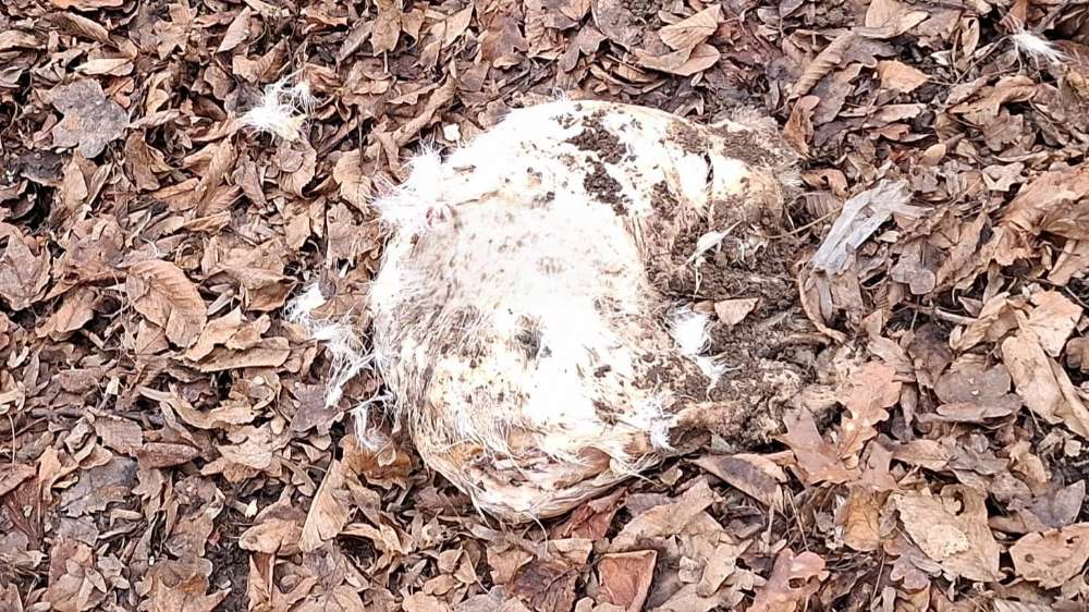 Giftköder-Toter Hund neben Spielplatz entdeckt-Profilbild