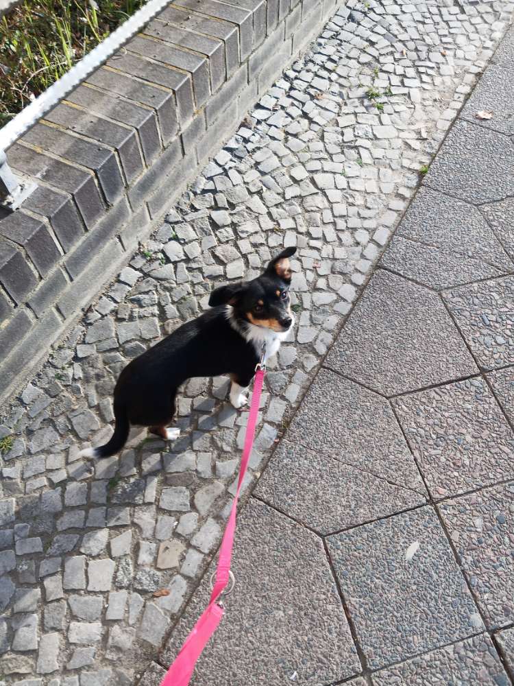 Hundetreffen-Social walks in Weißensee-Profilbild