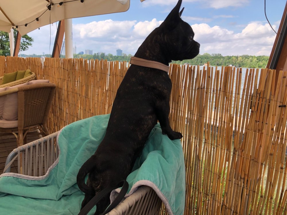 Hundetreffen-Spiele-/Gassi-Runden südlich von Wien-Profilbild