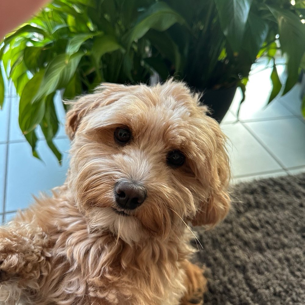 Hundetreffen-gemeinsame Gassirunden-Profilbild