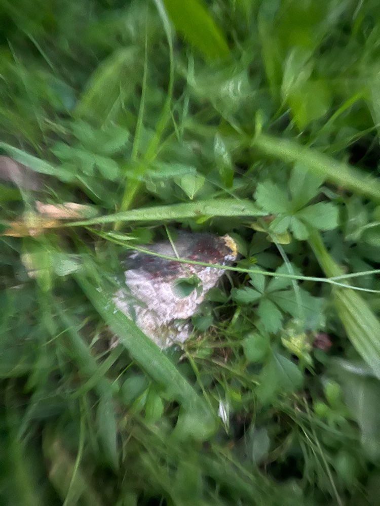 Giftköder-Eventuell Giftköder-Profilbild