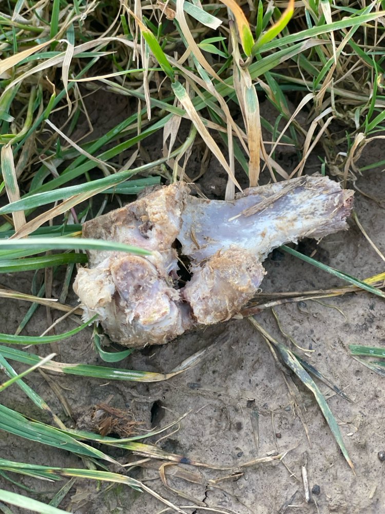 Giftköder-Knochen auf dem Feld Gehweg-Profilbild
