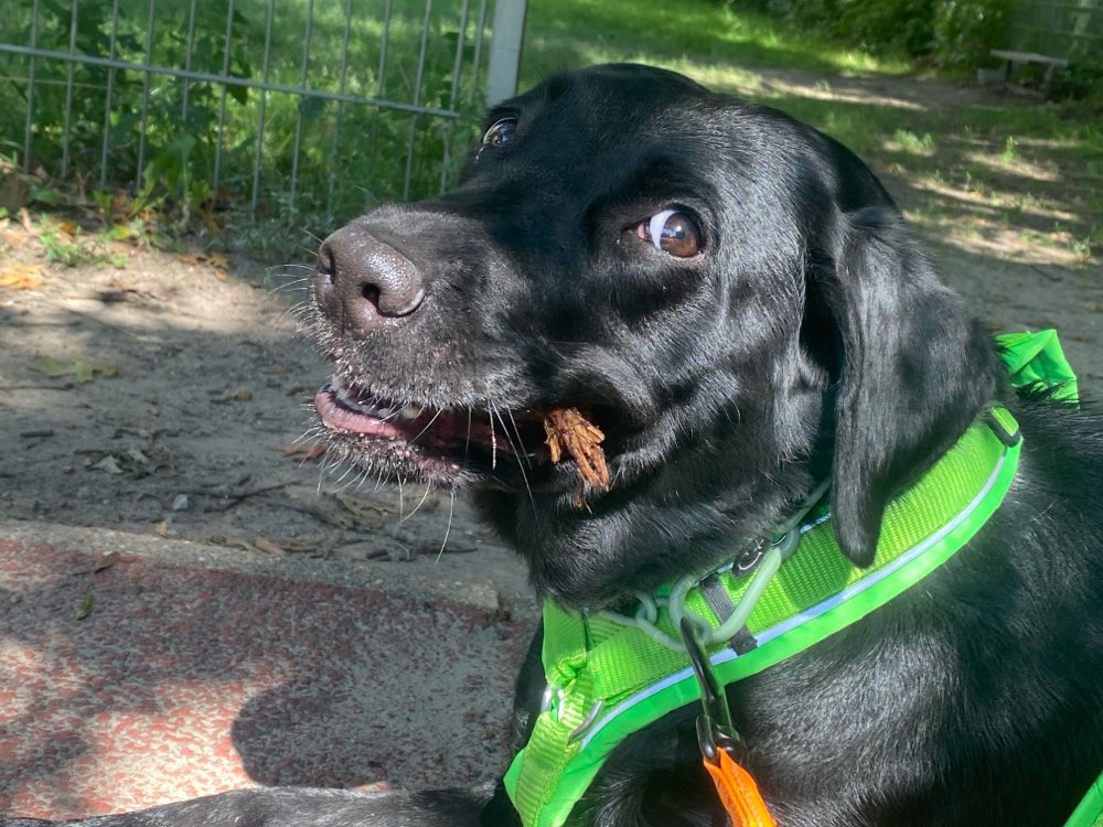 Hundetreffen-Hundefreunde finden für verschiedene Unternehmungen-Profilbild