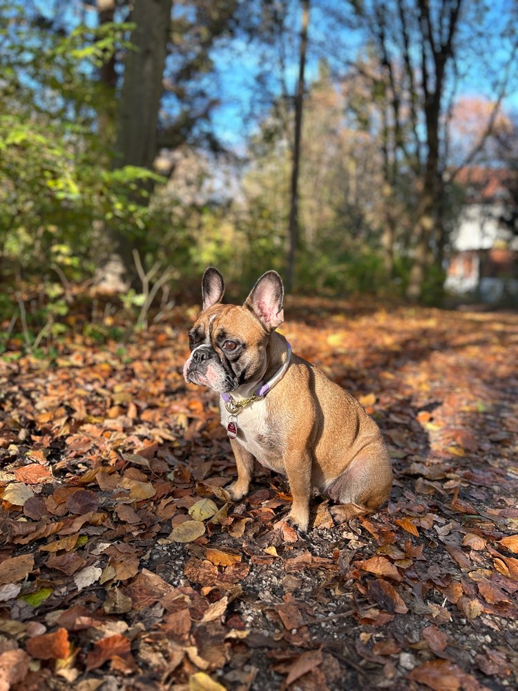 Hundetreffen-Spiel und Trainingstreffen-Profilbild