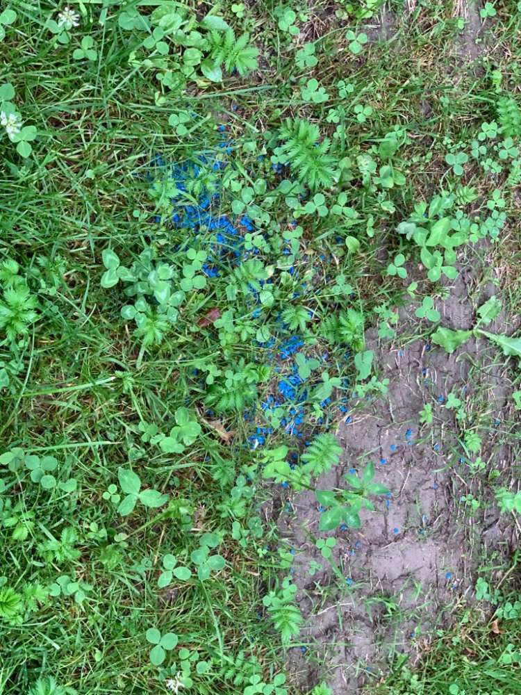 Giftköder-Blaukorn am Eisweiher-Profilbild