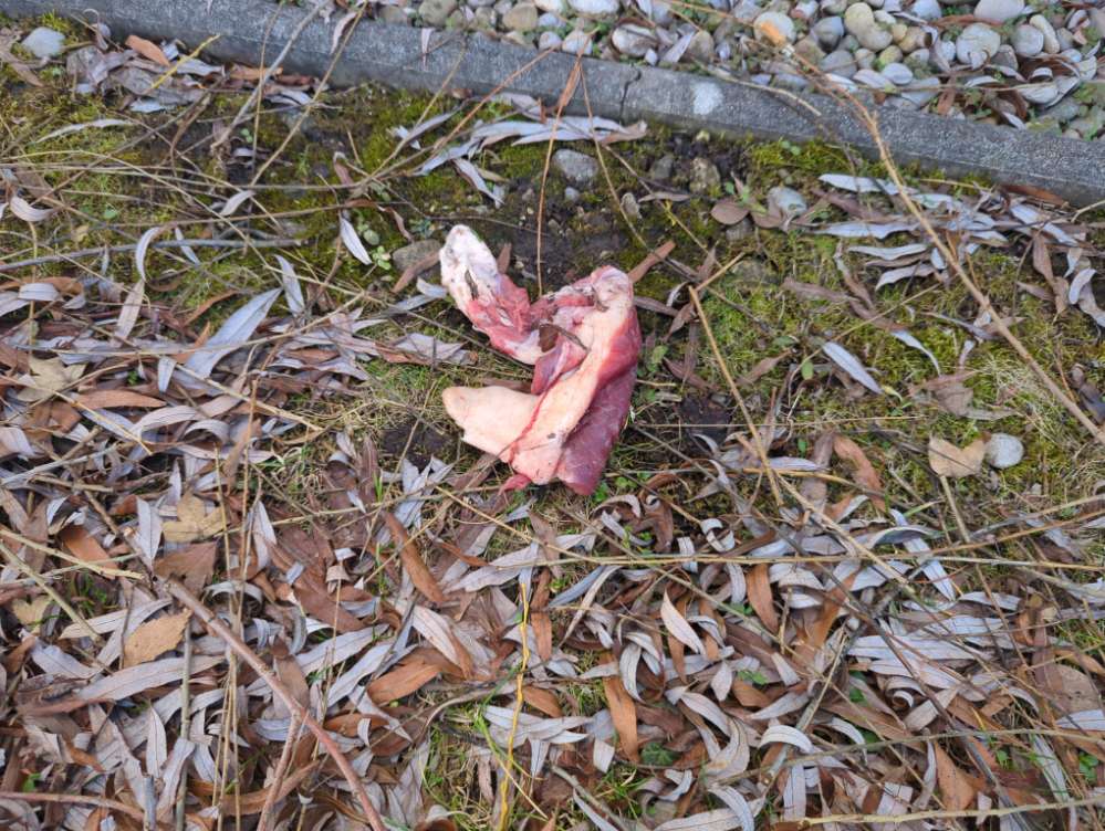 Giftköder-Fleisch und möglicherweise Giftköder-Profilbild