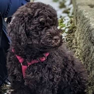 Hundetreffen-Welpenrunde-Profilbild