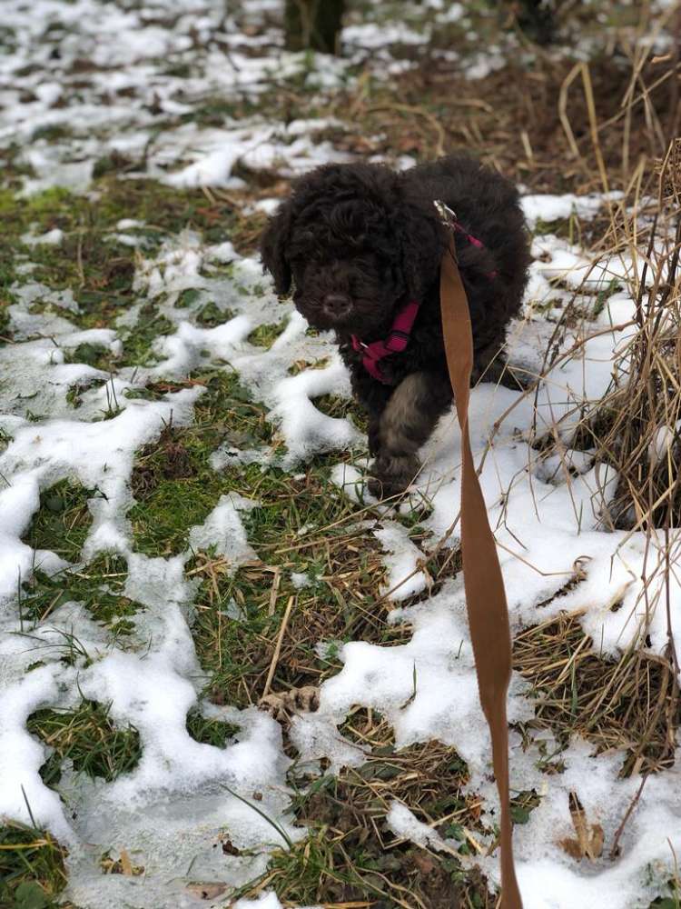 Hundetreffen-Welpen Spielrunde-Profilbild