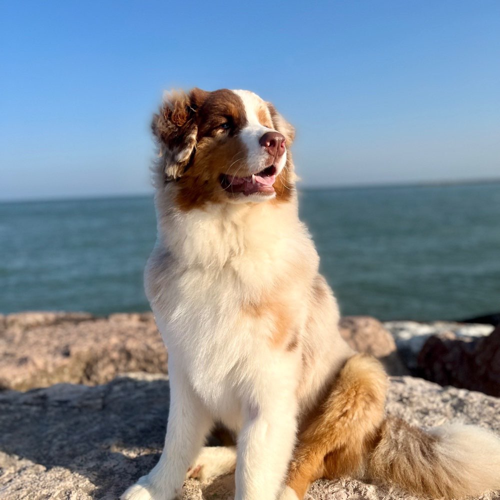 Hundetreffen-Spielgefährte gesucht-Profilbild