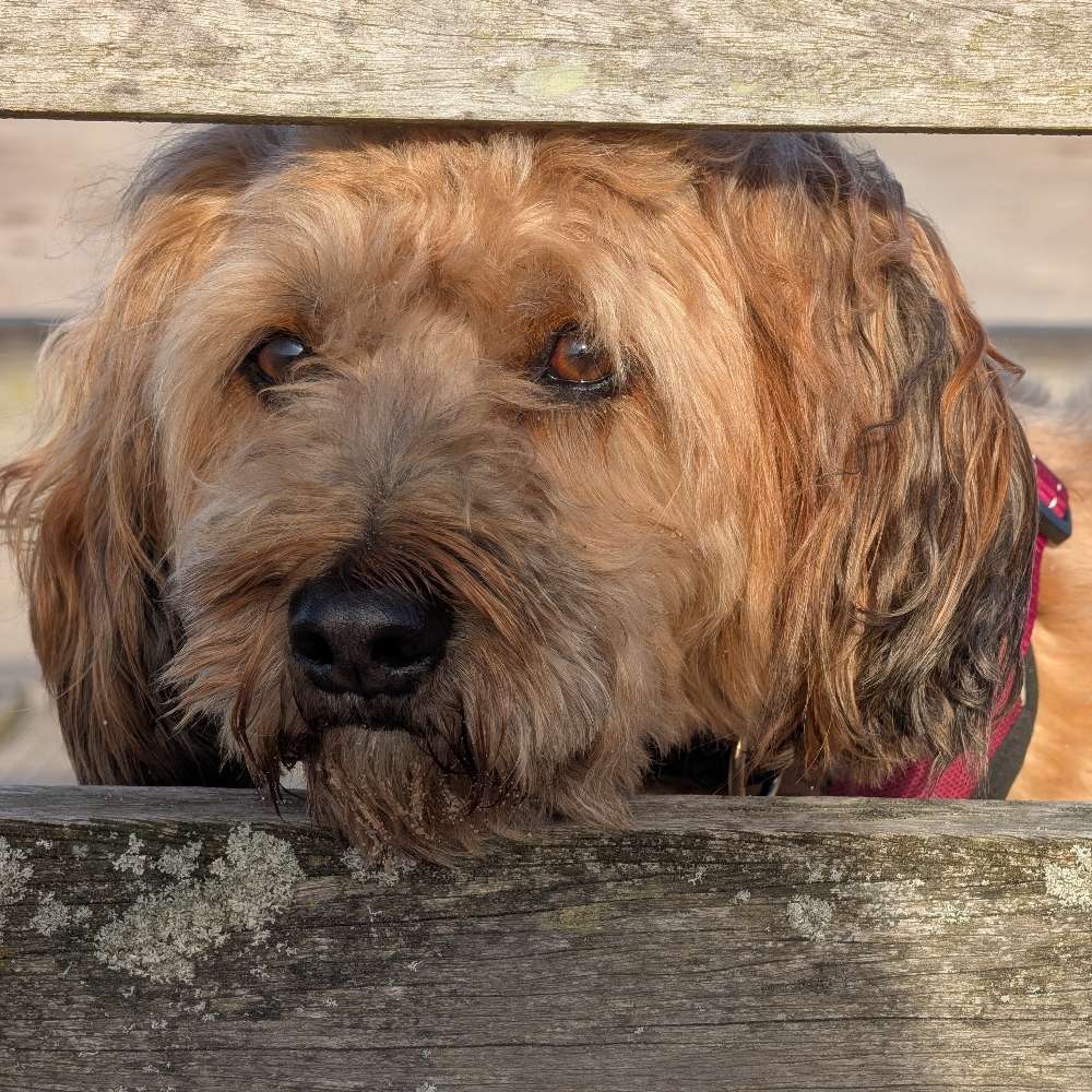 Hundetreffen-Mantrailing, Private Gruppe,-Profilbild