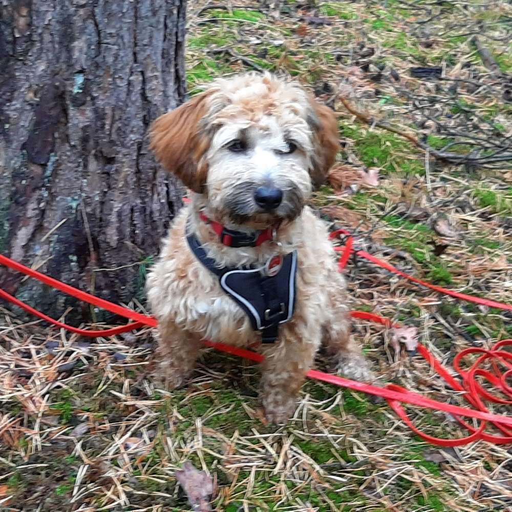 Hundetreffen-Gassirunde/ Spielerunde-Profilbild